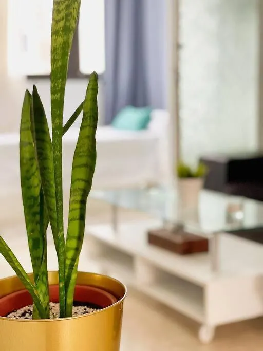 Apartamento Oceano Azul Luminoso 50 Metros Del Mar En Centro Corralejo
